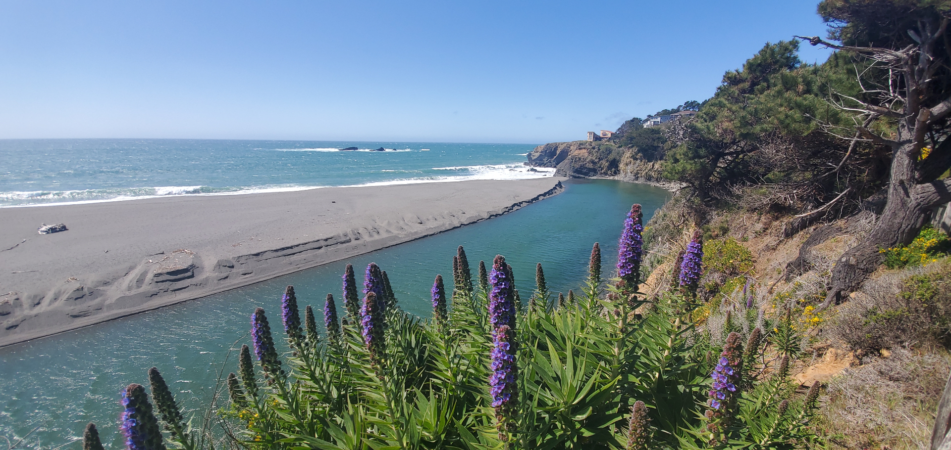 California coastal cove with wildflowers overlooking the water
